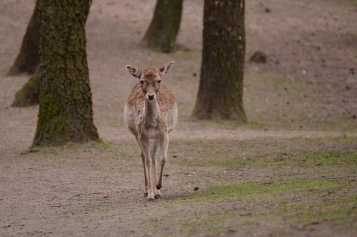 鹿野生梅花鹿动物园设计素材