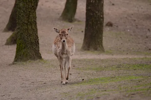 鹿野生梅花鹿动物园设计素材