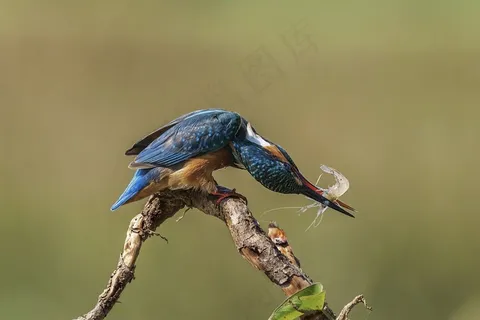 翠鸟捕捉虾枝杈坐动物 翠鸟捕捉虾枝杈坐动物