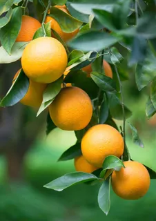 绿色的树叶和橙子 绿色的树叶和橙子