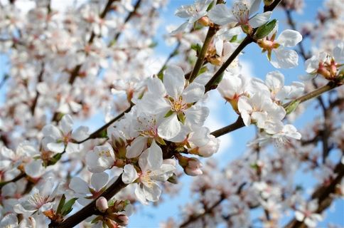 唯美高清樱花鲜花图片