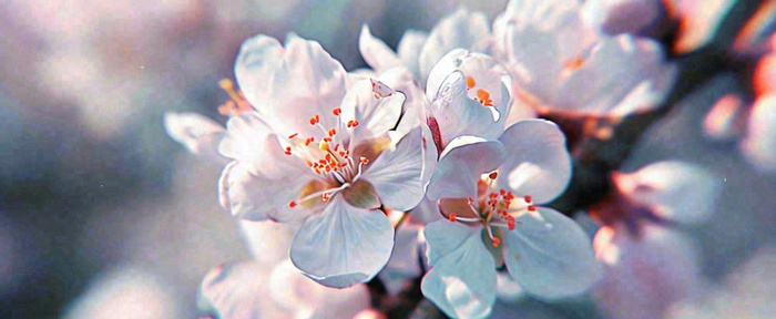 白色浪漫春季樱花花朵枝叶，立春惊蛰春分摄影图(1712x704)