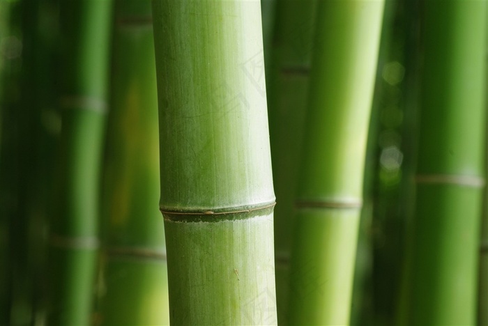 高清竹子竹竿风景图片