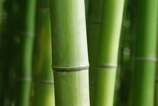 高清竹子竹竿风景图片