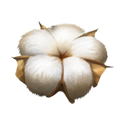 棉花 PNG免抠(500x500)