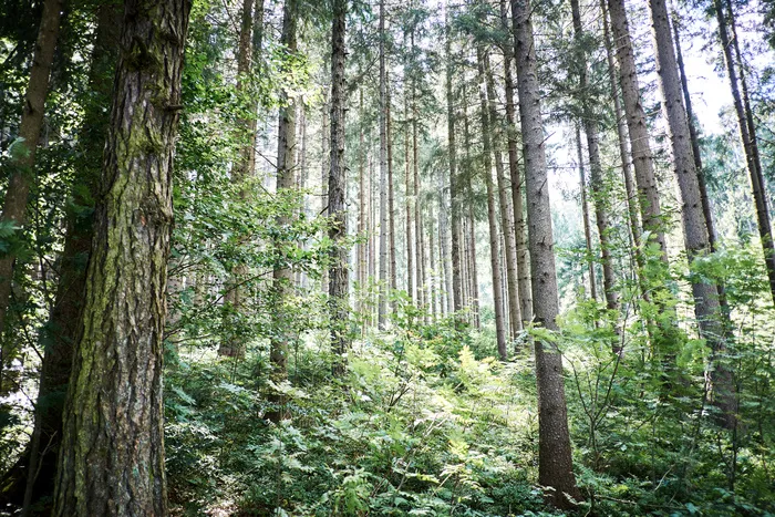 高清树木树林