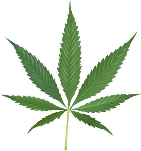大麻PNG免抠(724x778)