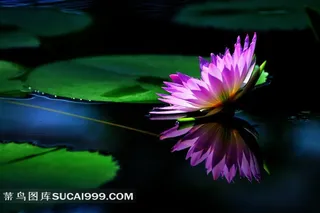 唯美睡莲花摄影图片