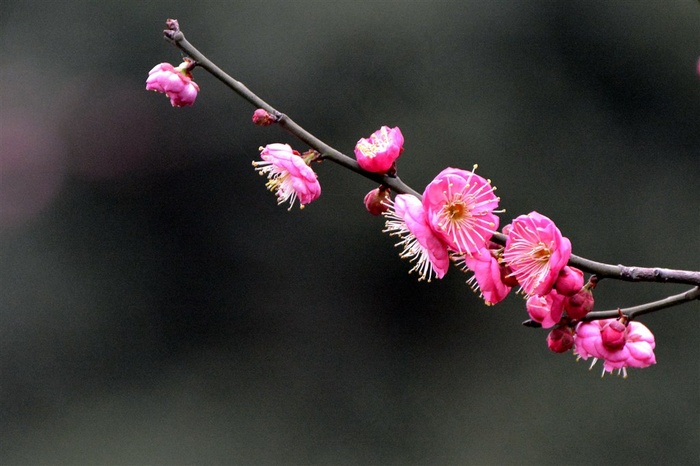 鲜花系列红梅花大图
