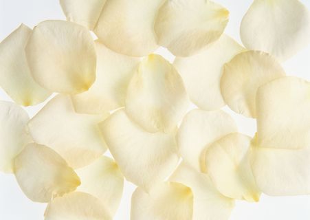 花团锦簇白花瓣