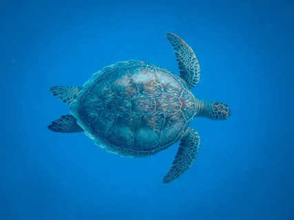 深海海龟图片 深海海龟图片