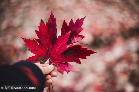 枫树林里秋天的落叶 枫树林里秋天的落叶