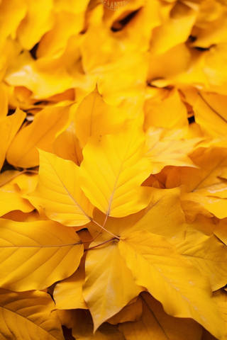 秋天黄色的落叶铺满了地上摄影图