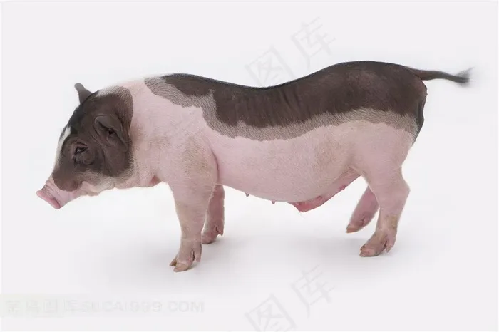 侧身特写宠物猪摄影图片