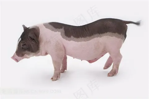 侧身特写宠物猪摄影图片