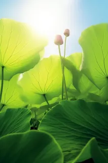 阳光荷叶清爽背景图 阳光荷叶清爽背景图