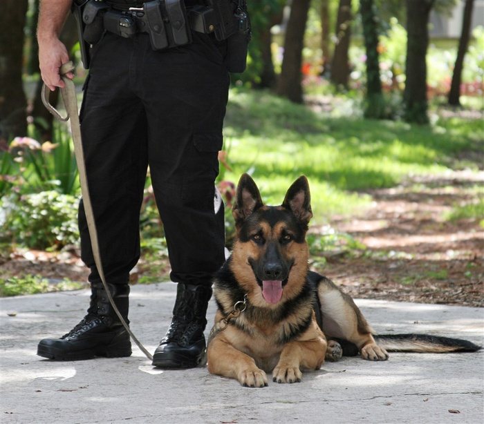 趴在地上的狼狗警犬狗图片