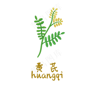 手绘草本中药药材黄芪