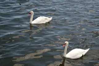 湖中两只白天鹅图片