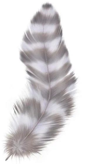 羽毛 PNG免抠