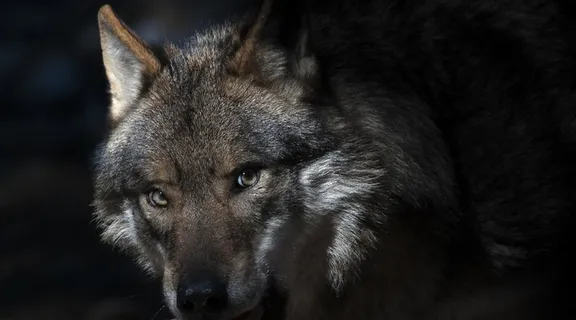 黑暗中恶狠狠的狼图片 黑暗中恶狠狠的狼图片