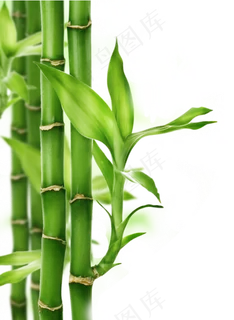 PNG 绿色竹子 