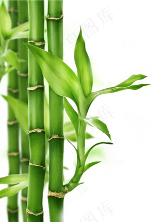 PNG 绿色竹子 