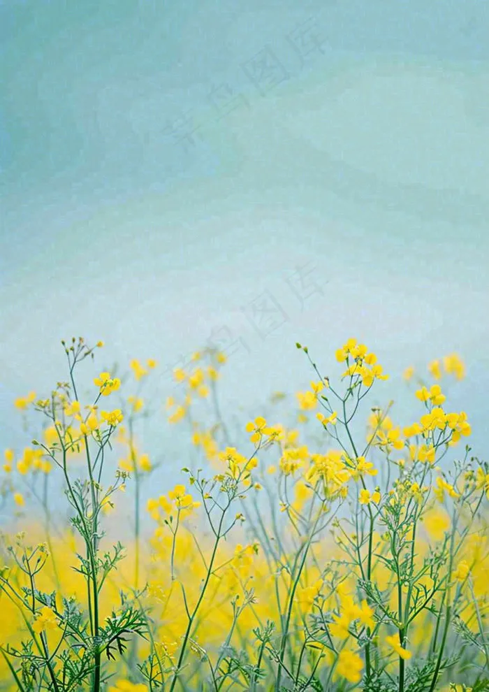 春天黄色的小花，春风，春分，油菜花(928x1312)