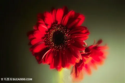 唯美雏菊鲜花图片 唯美雏菊鲜花图片