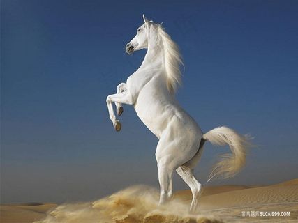 前蹄抬起白色骏马图片