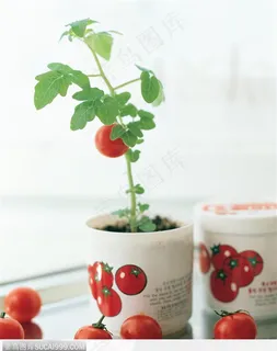 生活用品-小巧的西红柿 生活用品-小巧的西红柿
