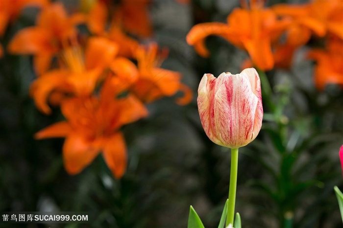 高清唯美粉色郁金香鲜花图片