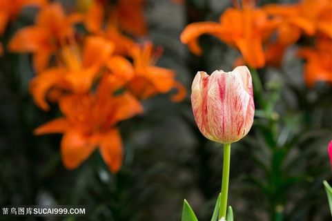 高清唯美粉色郁金香鲜花图片