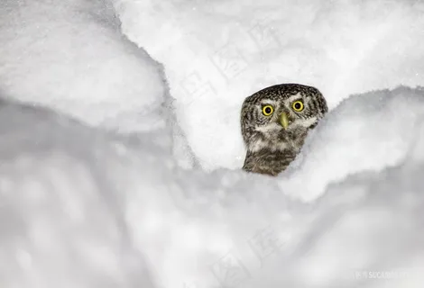 高清雪地里睁大眼睛的猫头鹰鸟图片
