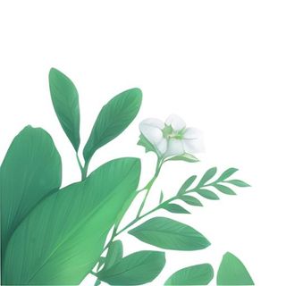 春天绿叶草丛免抠