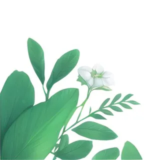 春天绿叶草丛免抠