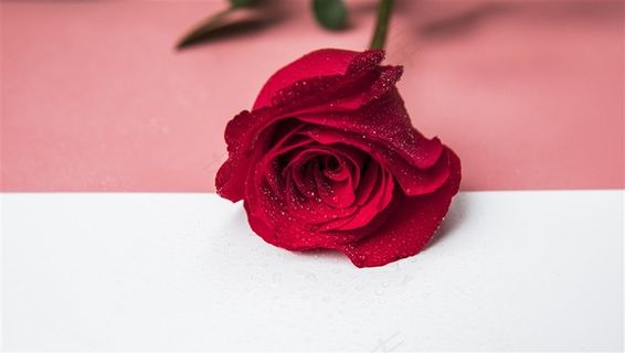 情人节玫瑰素材