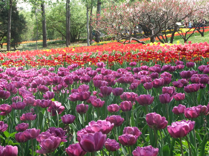 郁金香花园图片下载