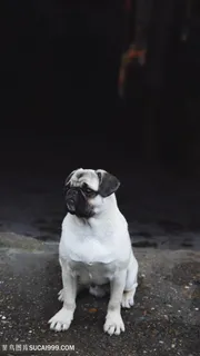 蹲在地上的白色八哥犬