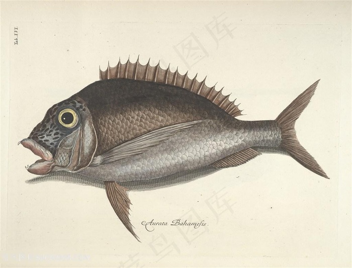 大气彩绘鱼时尚装饰画