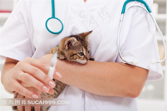 动物医生系列 - 正在照顾猫咪的医生
