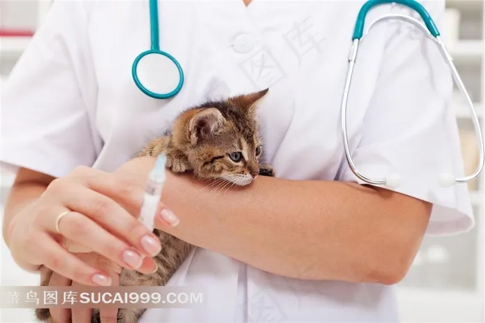 动物医生系列 - 正在照顾猫咪的医生