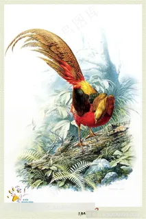 创意锦鸡绘画图片