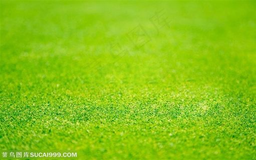 草地绿地-高清的高尔夫球场地