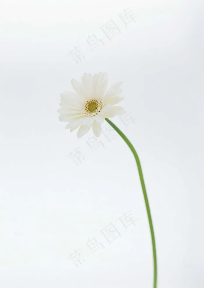 万千花卉 765