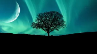 冬天白色背景风景