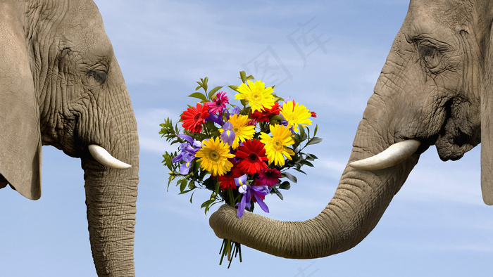 大象献花图片