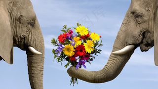 大象献花图片