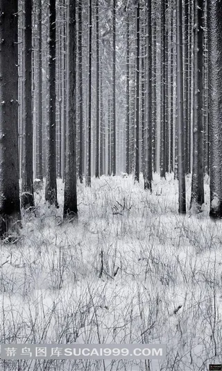 雪地树林影楼背景