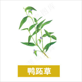 手绘草本中药药材鸭跖草